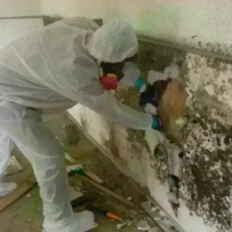 Mold Remediation and Removal in Navarre, OH